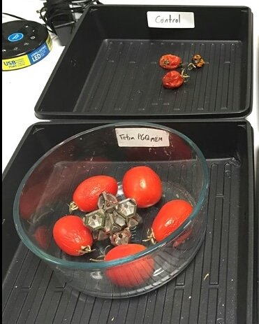 intlspacefed_fr's tweet photo. Série de tests réalisés dans les laboratoires de Torus Tech sur la conservation des fruits et légumes après récolte avec (en bas) et sans cristaux Ark (en haut).
#TorusTech #Arkcristal https://t.co/EuvxPAtmuT