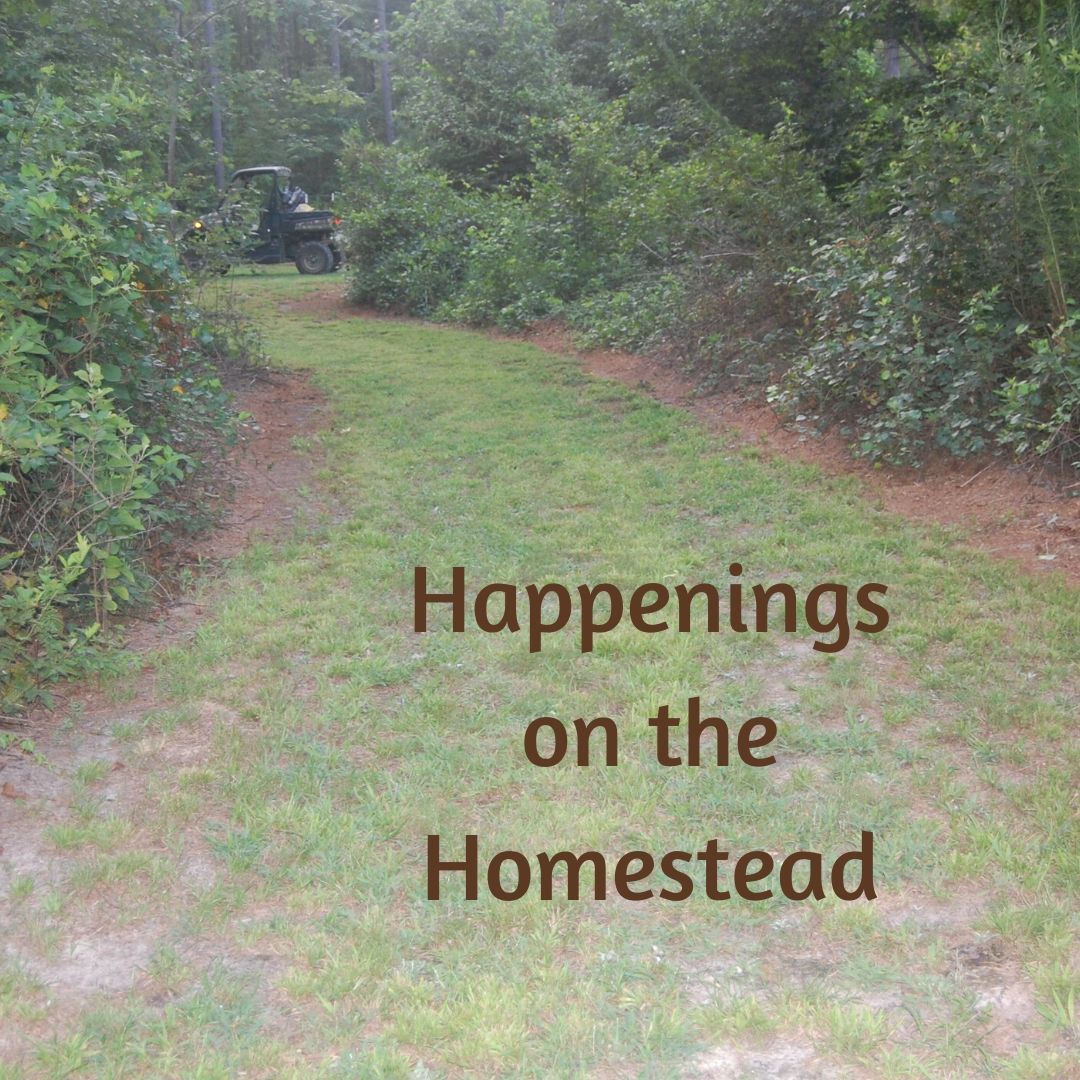 Congrats to Melissa over at the Little Frugal Homestead for being our featured blogger this week!

Visit &amp; share your latest homesteading, garden &amp; family-related articles!
unexplainedunderfootobjects.com/2020/02/farm-f…

#bloggeerstribe #gardening #farming #green #family #homesteading #GRLPOWR
