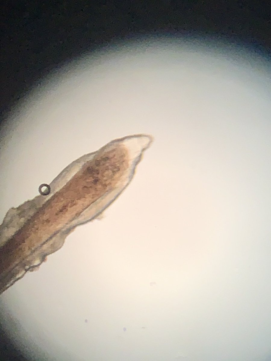 kvague's tweet photo. MHS Forensic Science students studying hair samples for identification. Every hair tells a story.  #forensics #sciencerocks @MonroeHS_NC @UCPS_MonroeNC https://t.co/wM5PyjI8Vy