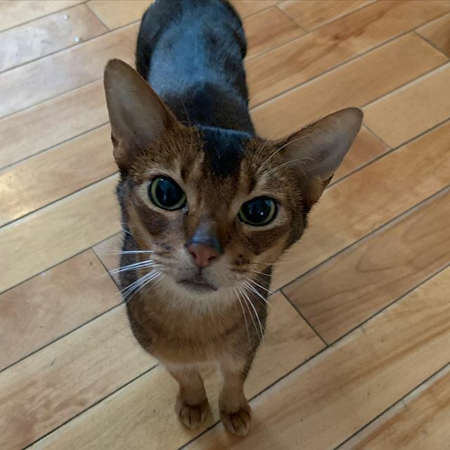 vt4cats's tweet photo. Super smitten with Lulu, Otis’s older sister, too! 💕#abycatlove #abyssiniancatsofinstagram #ruddyaby https://t.co/dRTn1sv1qP https://t.co/SKKeHVufeb