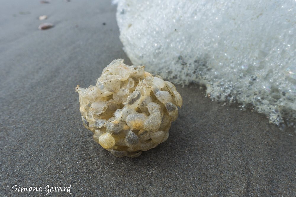 SMGfoto's tweet image. Soms gaat Twitter zijn eigen weg, volgt en ontvolgt tweeters zonder dat ik daar iets van af weet..... #twitterbubble