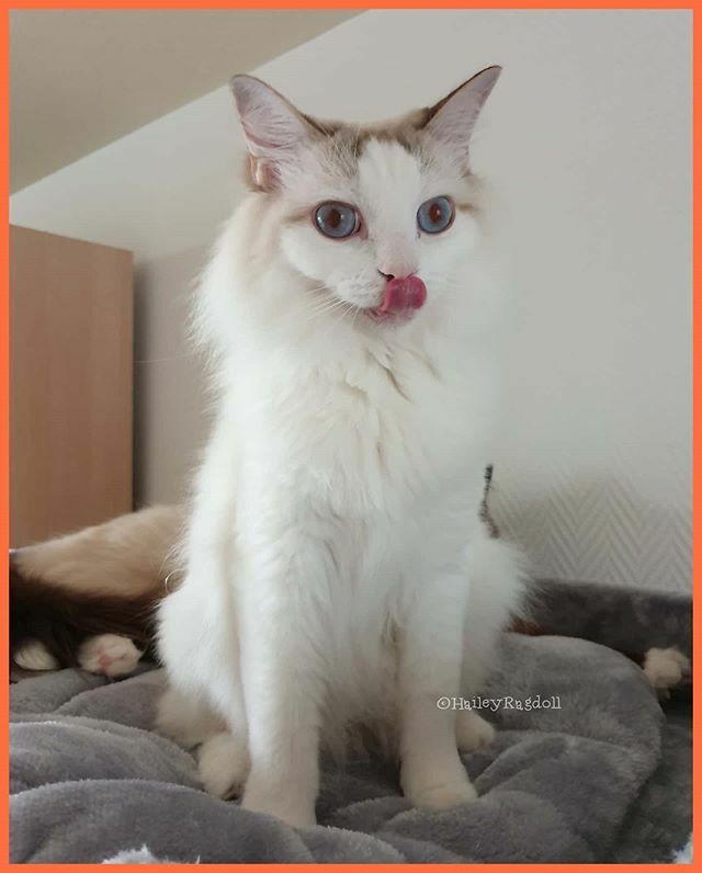 HaileyRagdoll's tweet photo. I don't know exactly what June sees, but it must be nice😜  By the way, can you see me😊? Happy tot👅 furriends .

#totcat #ragdollchocolate #stickstongueout #imhiding #staringcat #tonguitsteken #tonquestickingout #catlover #trendscat #collectivecats #l… https://t.co/kkdFWocWwM https://t.co/xOuaYKjpxY