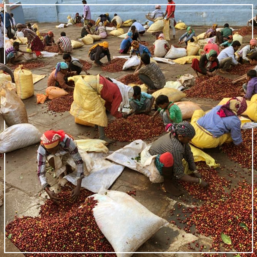 Baarbaraberry's tweet photo. A typical morning for our coffee pickers during harvesting season includes sunshine, diligence, and lots of coffee beans! #CoffeeBeans #CoffeeProcess #Cafe #Cofee #Chikmagalur https://t.co/oZfeJUAVN1