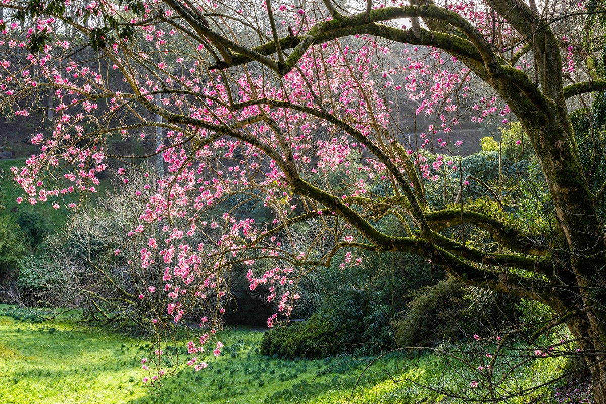 trebahgarden tweet picture