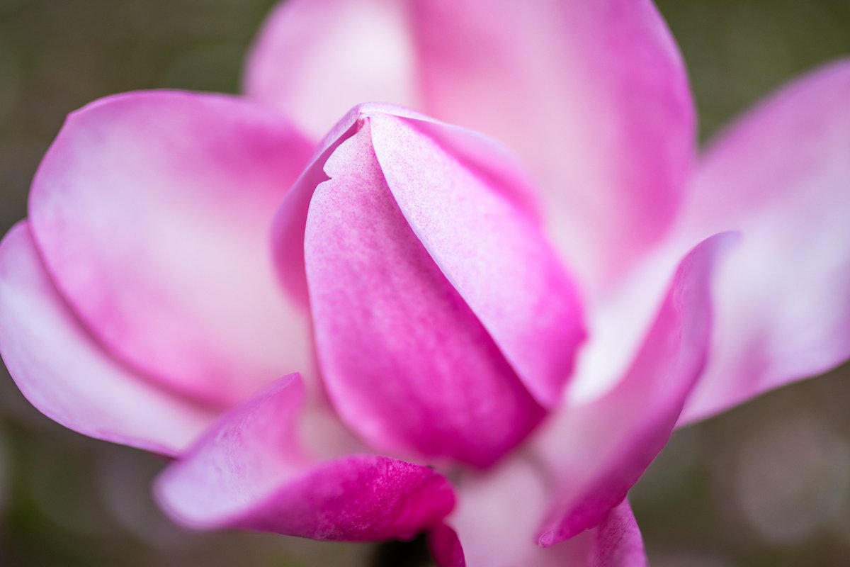 trebahgarden's tweet photo. Spring has officially been declared in Cornwall today, with all 6 champion Magnolia campbellii trees across the county boasting a minimum of 50 blooms each.

Here's our champion this morning, having survived the recent storms, and looking absolutely amazing!

#lookinggood https://t.co/pYBYBhC6bv