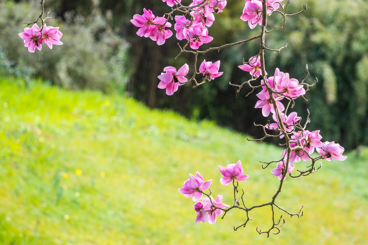 trebahgarden's tweet photo. Spring has officially been declared in Cornwall today, with all 6 champion Magnolia campbellii trees across the county boasting a minimum of 50 blooms each.

Here's our champion this morning, having survived the recent storms, and looking absolutely amazing!

#lookinggood https://t.co/pYBYBhC6bv