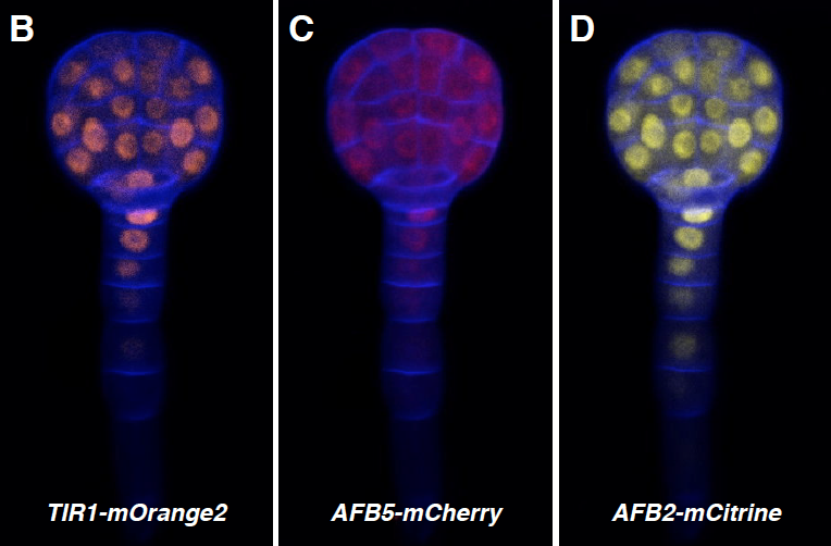hardtke_lab's tweet photo. As seen on bioRxiv, only better 😉: "Genetic analysis of the Arabidopsis TIR1/AFB auxin receptors reveals both overlapping and specialized functions". 
New @eLife Plant Biology paper by @mjprigge, @MatthieuPlatre &amp; co-workers, from the @mestelle lab:
https://t.co/t4fAj64XwH https://t.co/gXLqMipKUu