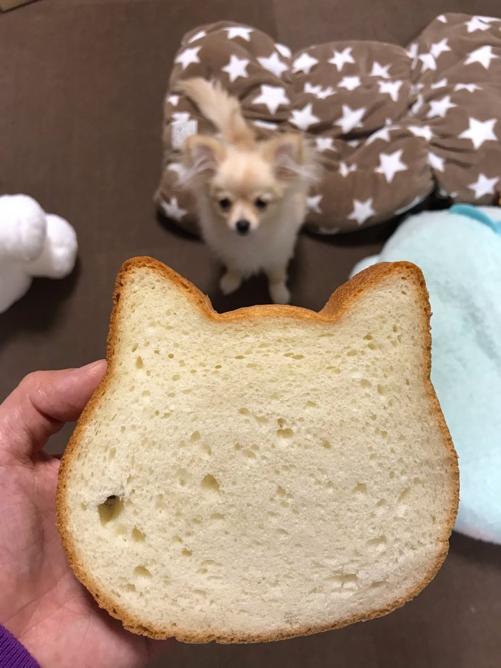 あろま ねこねこ食パンと犬