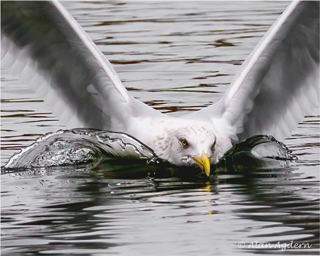 PhotoArtByAlan's tweet photo. Water landing.
#nikon #z6 #200-500mmLens Highly cropped. Post Processing #lightroom #photoshop #topazdenoiseai https://t.co/lXV3fJ3uF3 https://t.co/AGIq42HogX