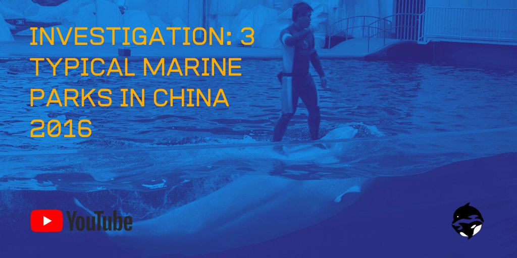 ChinaCetaceanAl's tweet photo. For years now, CCA has been investigating marine parks in #China and making our findings about #whale &amp; #dolphin welfare in #captivity public. Check out our YouTube channel for our videos from 2015, 2016 &amp; 2019:

https://t.co/EGOR2D3TIa https://t.co/0y7dZOkKmA