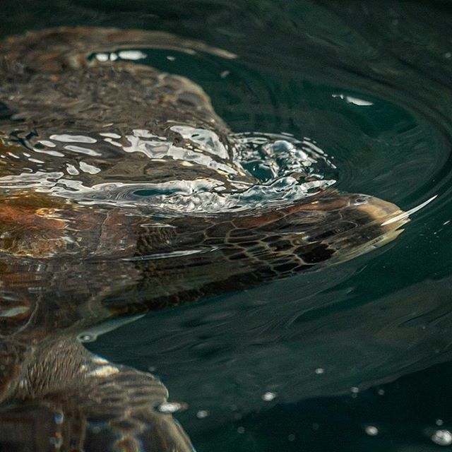 Dan Rice tweet media