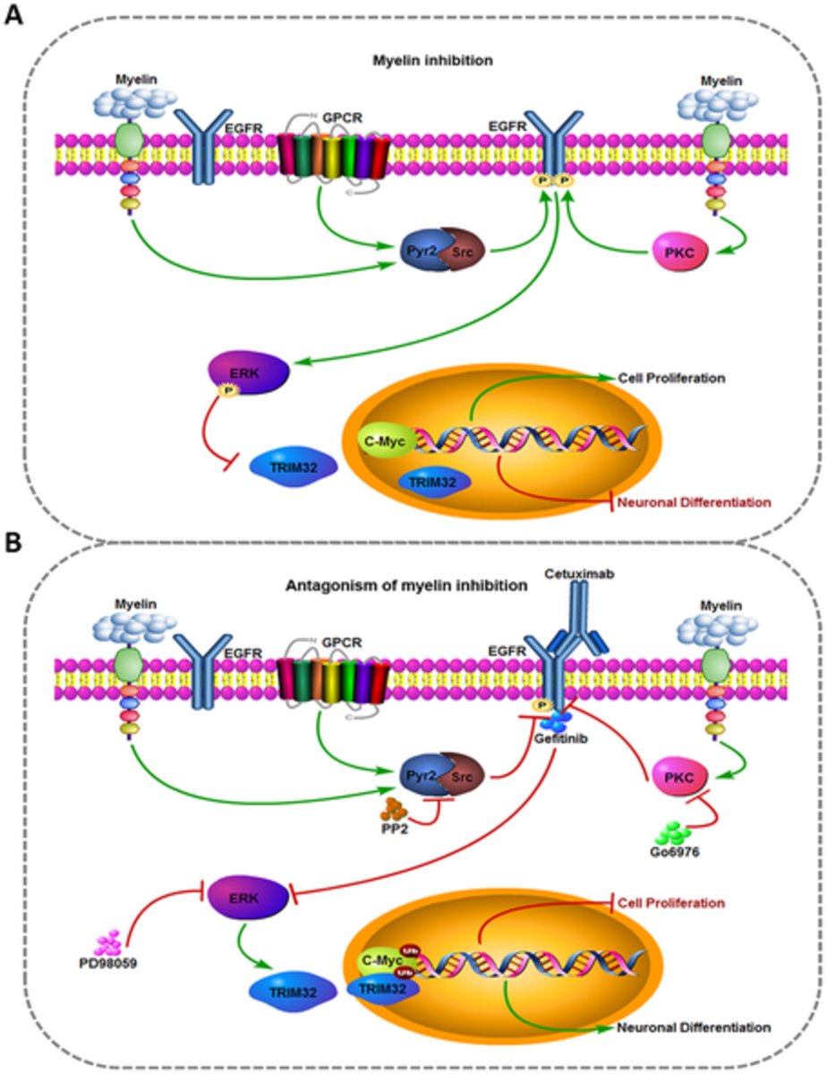 StemCellsJournl's tweet image. Epidermal growth factor receptor‐extracellular‐regulated kinase blockade upregulates TRIM32 signaling cascade and promotes neurogenesis after spinal cord injury

#EGFR #myelin #neuralstemcell #neurogenesis #spinalcordinjury bit.ly/37geBy7
