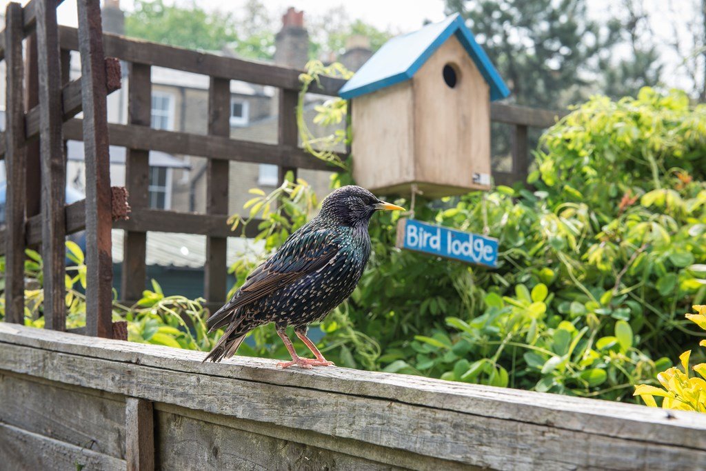 A growing concern for birds is whether there are enough holes and hideaways for them to shelter and nest. This #NationalNestboxWeek why not make a bird box to help encourage nesting in your garden! bit.ly/2Eu8GHR