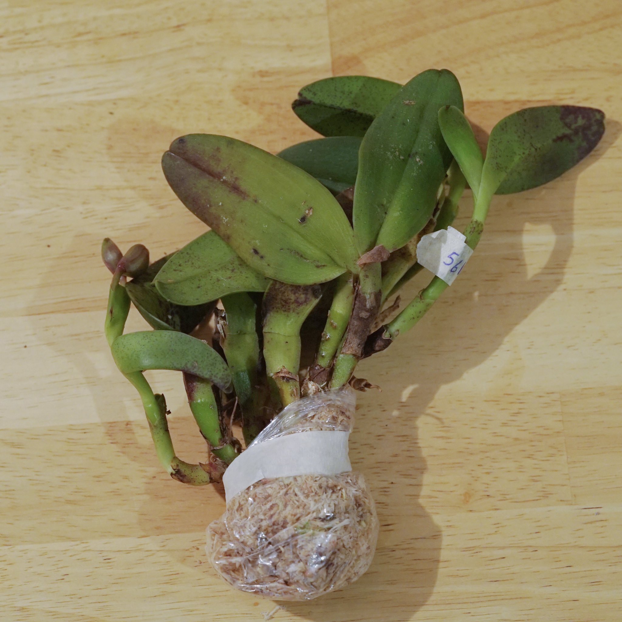 Tokyo Penthouse 3株目がムンディフローラからエピデン コッキー なんかすっごいカッコいい花で 蕾付きなので咲くの楽しみ 最後はハナジマさんからセルヌア この作で2kとお安かったのでお持ち帰り 木の上手チョンパして鉢に植え直そうかなぁ 葉も