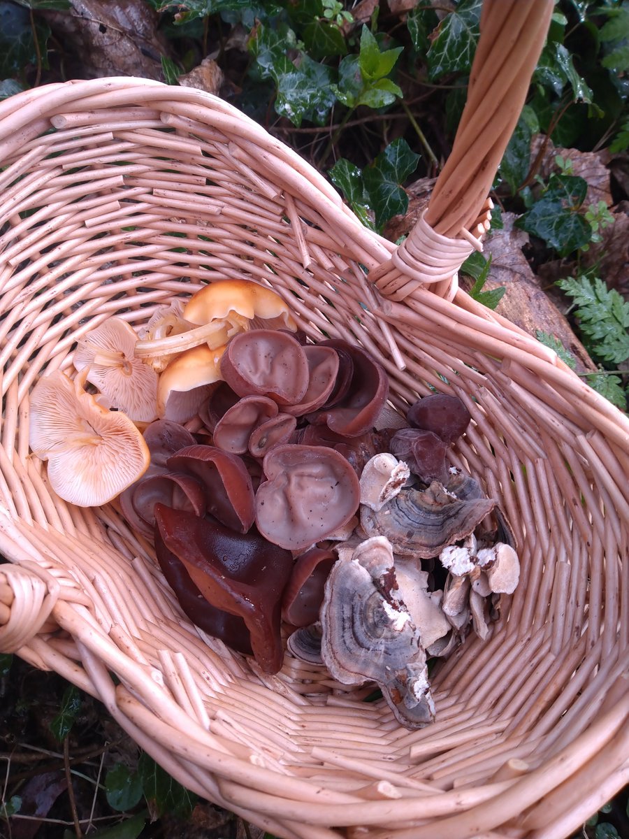 Foraging my not be the first thing you think of when you mention Aspley.

Maybe it should!

🍄 🌿

#NottinghamForager #Nottingham #Notts #wildfood #foraging #urbanforager #urbanforaging #mushrooms #mushroom #fungus #fungi #365dayswild #mynottingham #myaspley #Aspley