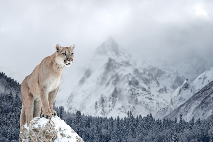 Clubtreadforum's tweet photo. How to Prevent Animal Attacks While Hiking and Camping
https://t.co/YE8rxrlfbZ https://t.co/VBrpjpidR2