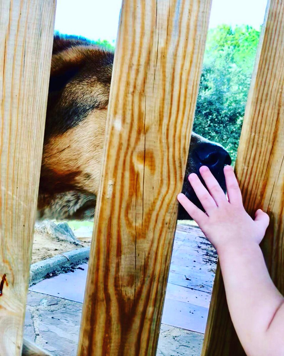 Boop my nose🐶🐕🐾 instagram.com/sugar_sweetdog… #dog #boopmynose #boop #cute #DOGGO #doggy #vegan #CrueltyFree #pet #inspiration