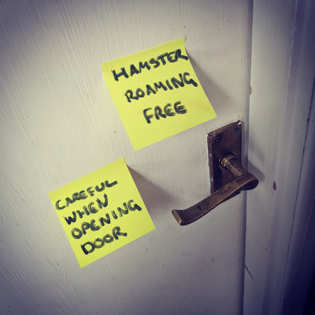 contact_roberts's tweet photo. 👷‍♂️ working on #website plans an' goals . . . with company in the office 👷‍♂️

🐹🐹🐹🐹🐹

#homeoffice #hamster #remoteworking #remoteteam https://t.co/dibNcQYkq4