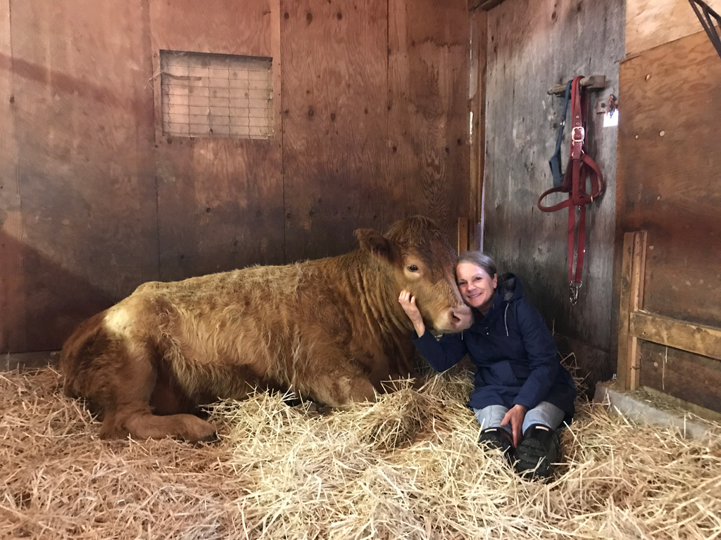 kindred_farm's tweet photo. One of the best ways to spend a morning ❤️
.
.
.
#peanutthehighlandcow #cowsofinsta #humananimalbond #farmanimalsanctuary #cowrescue #savedfroslaughter #friendsnotfood #whiterock #langley #surrey #southsurrey https://t.co/SQPxEmVTsV