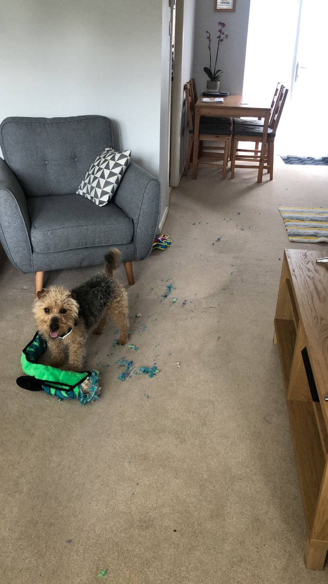 rubyalicex's tweet image. When you buy an indestructible toy from @PetsatHome that lasts your dog 10mins 😩🤦‍♀️