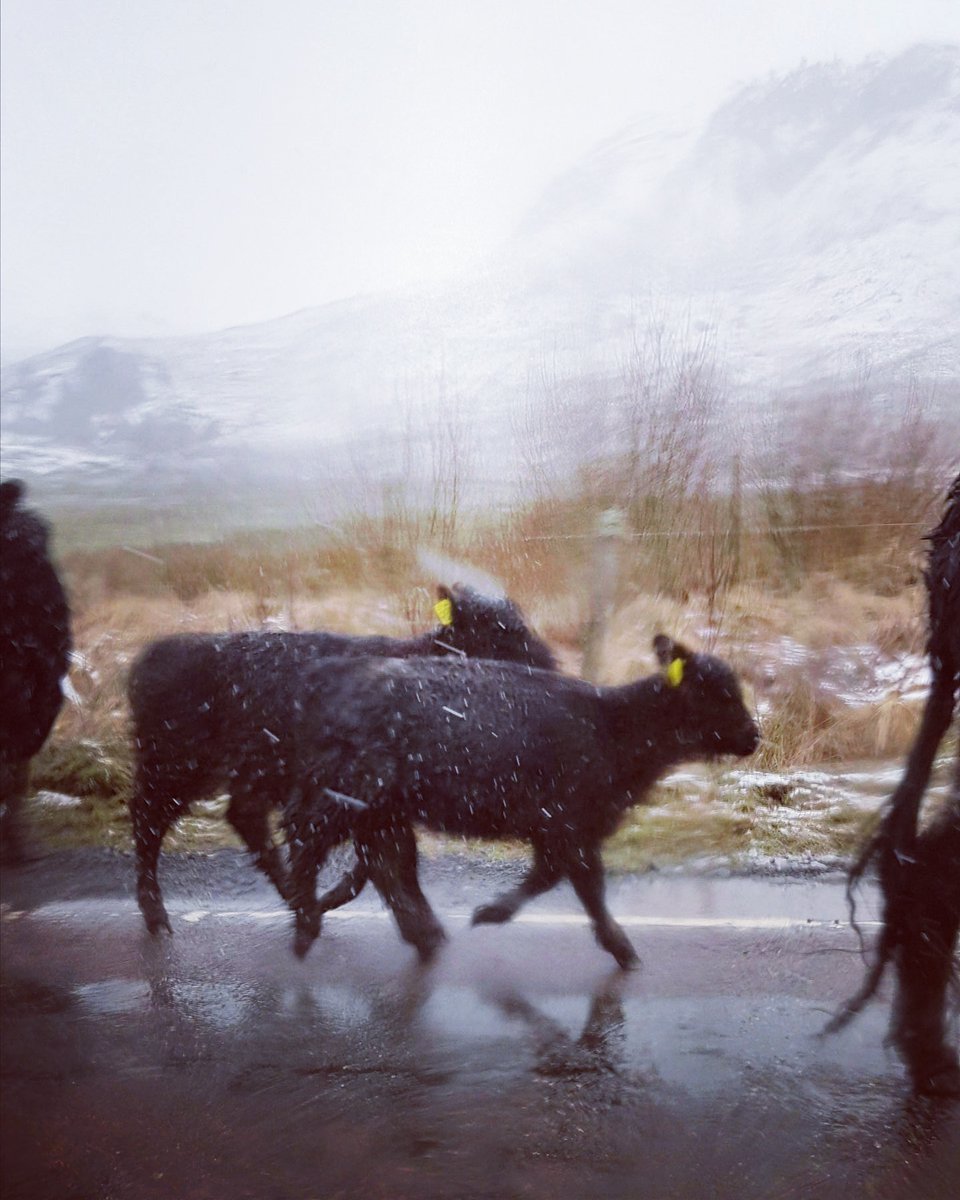 rural_landagent's tweet photo. Here are a few baby calves battling some wintry conditions on the roads in the Scottish Highlands this morning &amp; some very snowy hills in the background 🐮🏔️❄️ 

#Rural #Property #Surveyors #RuralLife #Scotland #Highlands #Dalwhinnie #Calves #Hills #Snow #Country https://t.co/3X8aV7cSrO