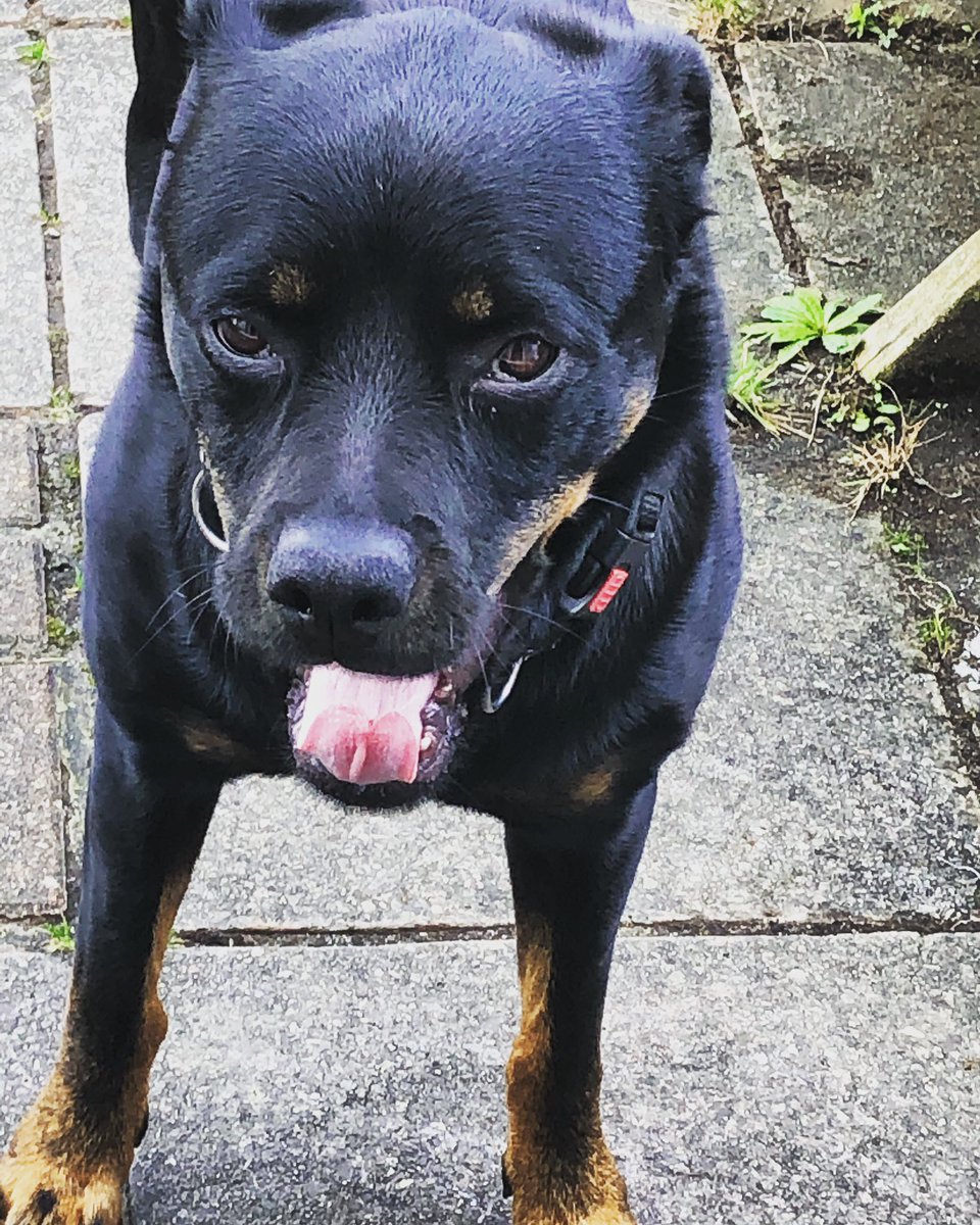 WinnieRescue's tweet photo. This is what Winnie thinks of winter 👅 😎#tongueouttuesday #iswinteroveryet #bringonsummer #rescuedog #rottweiler #rottiesofinstagram #petstagram #rottierescue #rescuedismyfavoritebreed #loverottweilers #rottiesrock #instadog #lovetheoutdoors https://t.co/OOn397szXk