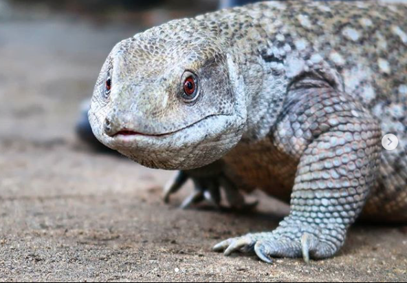WLC_Wildlife's tweet photo. Join us every hour on the hour for a Wildlife Talk featuring one of our amazing reptiles such as the African savannah monitor seen here. 
photo by @theresagoesoutside #savannahmonitor #monitorlizard #animalsanctuary #wildlifelearningcenter #sylmar #thingstodoinla https://t.co/LnBuo6wcxS