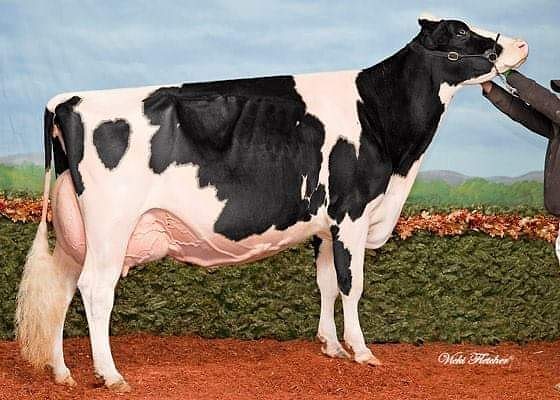 "LIVE AND LET DAWNETTE"

Show calf alert... going back to the famous Richardo Dunder Dawnette cow, 

Blacksnape Goldwyn Delite EX90 has 2 Fancy Doorman 2year olds both having Victor calves themselves. 

Greengrass Vickie Delite and Greengrass Vickie Delicious the choice is yours
