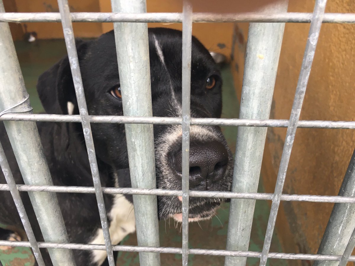 SOSMascotas1's tweet photo. Tenemos otro animalillo amoroso que busca casa y es muy bueno de carácter. 
Tiene ojitos tristones porque quiere algo de amor. 
✅LO QUIERES???? https://t.co/AoBe1llYio