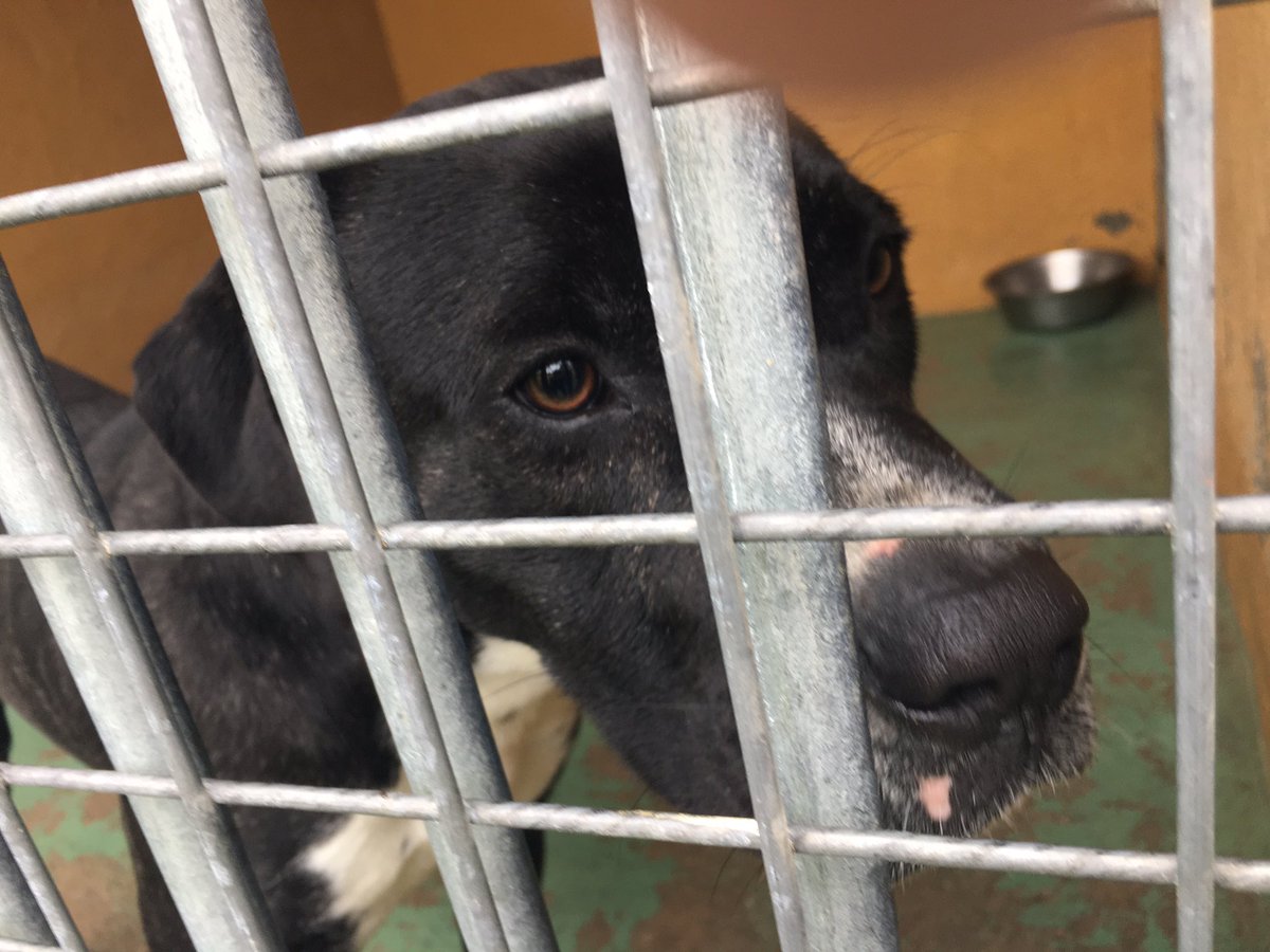 SOSMascotas1's tweet photo. Tenemos otro animalillo amoroso que busca casa y es muy bueno de carácter. 
Tiene ojitos tristones porque quiere algo de amor. 
✅LO QUIERES???? https://t.co/AoBe1llYio