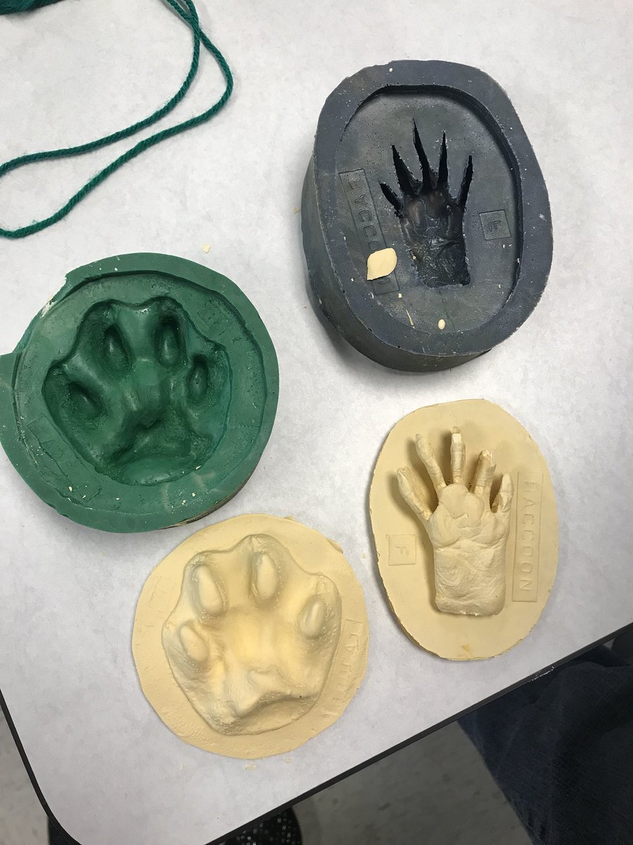 KimberlySGrant's tweet photo. My bobcat & raccoon molds turned out AWESOME! #UTOTES @naturalsciences @LHECMES @wcpssmagnets @Southernarea1 @WCPSSElemScie #getoutside https://t.co/W4b4RrE2Pb