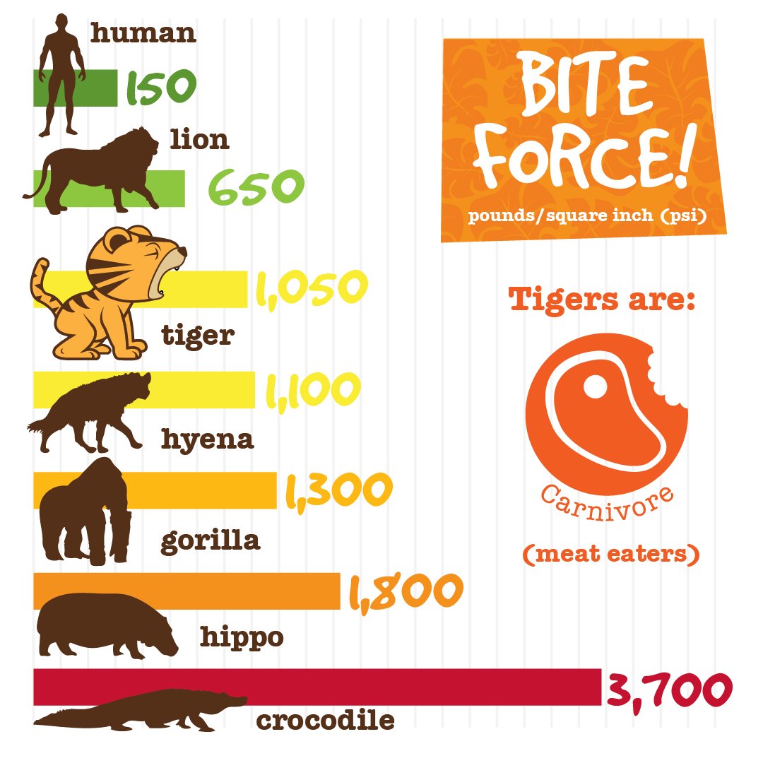 EndangeredExt's tweet photo. Here's some updates from our Instagram feed with fun filled facts about tigers! Follow us for regular updates and visit our site for more info and the store.
#tiger #tigers #lovetigers #sumatrantiger #sumatra #endangeredandextinct #eande #conservation #fundraising #tigerbite https://t.co/52nePtiNx1