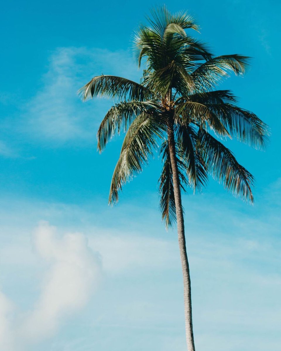 OldWhalingCo's tweet photo. Exciting news, y'all! We have a brand new scent launching Thursday... and we want you to guess what it is. Hint = 🌴🌴🌴 // 📸: Colleen Burdett https://t.co/JZw7mfHf8U