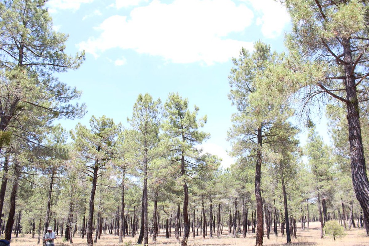 GentreeProject's tweet photo. A new study by our partners has shown that for forest trees, there has been almost no loss of diversity resulting from breeding so far across several species at many sites. https://t.co/ZhZJxYmXTt https://t.co/EjT8EI5Sni