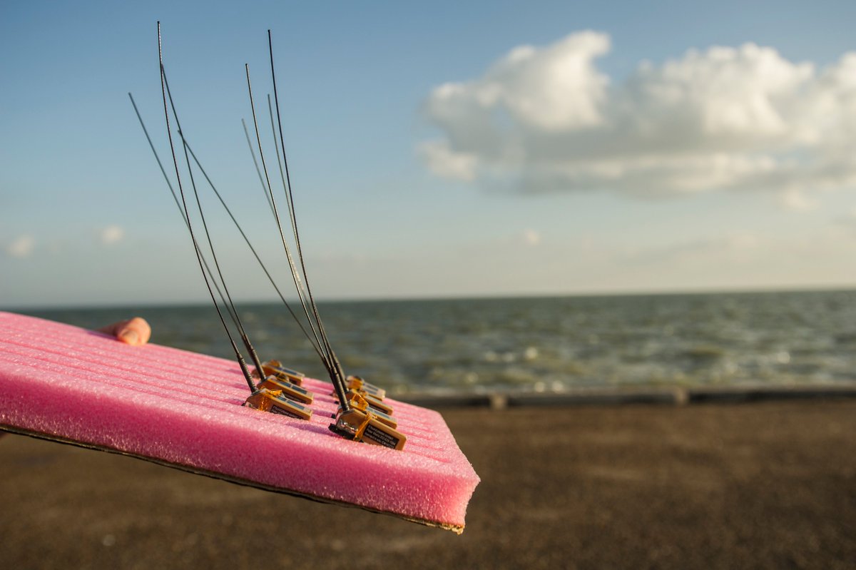 MigConnectivity's tweet photo. #TrackingTuesday remembers our first expedition to #NorthPadreIsland #Texas #Tracking 4 #Shorebird species with #Lotek 3.5g pinpoint satellite & #MicrowaveTelemetry 9.5g solar satellite #Transmitters #MigConnectivity #Migration #REKN #BBPL #MAGO #LBCU Tag us to be featured! https://t.co/UMACNBmW6M
