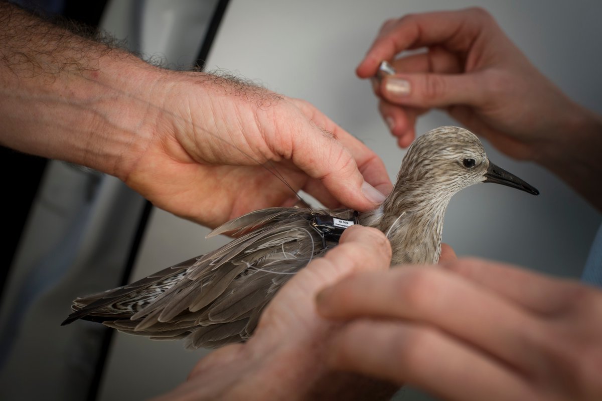 MigConnectivity's tweet photo. #TrackingTuesday remembers our first expedition to #NorthPadreIsland #Texas #Tracking 4 #Shorebird species with #Lotek 3.5g pinpoint satellite & #MicrowaveTelemetry 9.5g solar satellite #Transmitters #MigConnectivity #Migration #REKN #BBPL #MAGO #LBCU Tag us to be featured! https://t.co/UMACNBmW6M