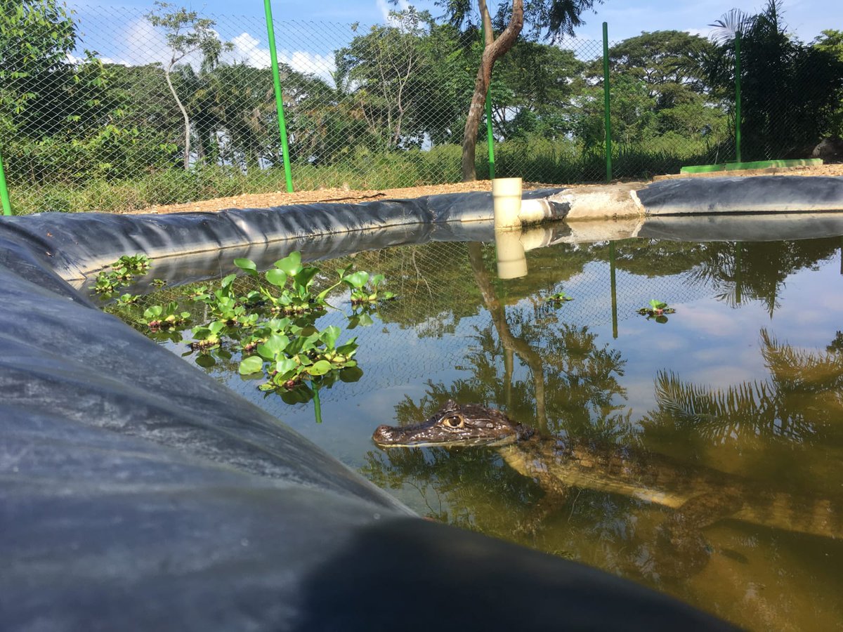 Global_Nature_F's tweet photo. Well, look at that! 🧐 In the Green Filter GNF built in Bocas del Carare, Colombia, a Caiman found its new home. 😁People call it "Babilla" which comes close to "Drooly".
https://t.co/hl3H4gHEu9
#Colombia #FundaciónHumedales #GreenFilter #WiloFoundation #Kärcher #CaimanBabilla https://t.co/nPw1m91E3v