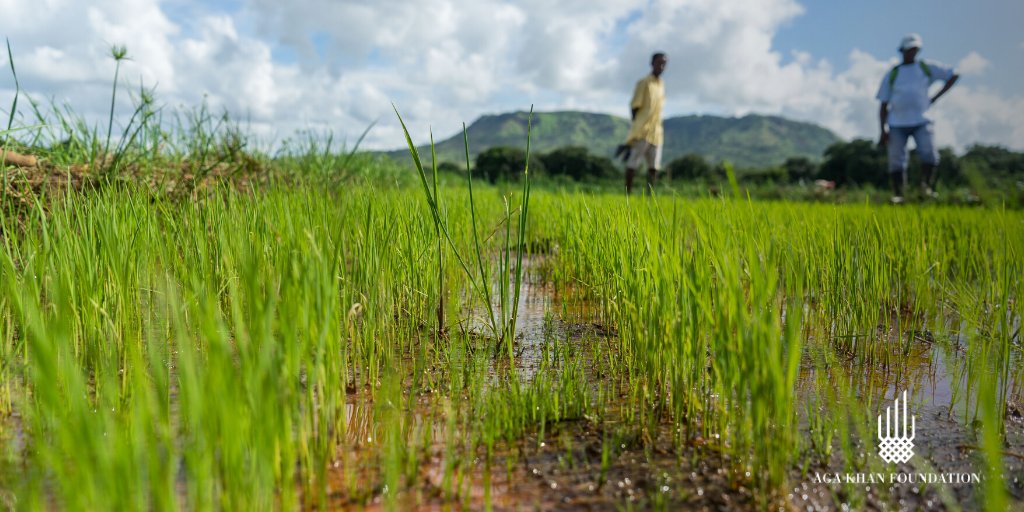 AKF_Global's tweet photo. In #Madagascar, rice grown locally doesn’t meet national demand, which means a lot has to be imported.
Our #SPEEDRICE project, in partnership with @innocent foundation, trains farmers to grow higher yields of rice 🍚using gender-friendly and climate-smart techniques. https://t.co/TMNGJqfbXe