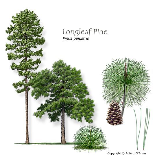 FLDGardens's tweet image. Longleaf Pine Tree Fact
27 Federal Endangered Species &amp;amp; 100 of Concern reside in this Ecosystem.
Stop by and pick up your 1st Longleaf Pine plug at no cost and each additional @$1.
Let's help Alabama replenish this over deforested  State Tree.