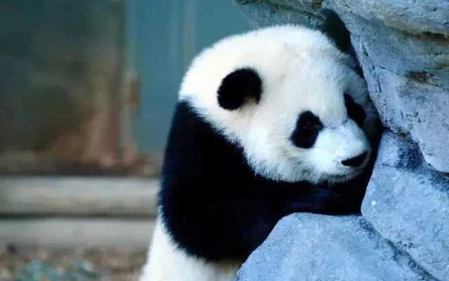 visitgansu2017's tweet photo. 10% of the pandas in the country are active in Longnan! XiaoLongXian likes to play with panda babies! When you look at the cute Panda babies, you will feel so happy ~ Come to Longnan to see them!
#Longnan #Panda #Gansu #VisitGansu https://t.co/O4EY8Nu2Et