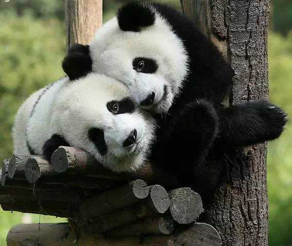 visitgansu2017's tweet photo. 10% of the pandas in the country are active in Longnan! XiaoLongXian likes to play with panda babies! When you look at the cute Panda babies, you will feel so happy ~ Come to Longnan to see them!
#Longnan #Panda #Gansu #VisitGansu https://t.co/O4EY8Nu2Et
