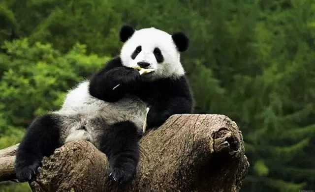visitgansu2017's tweet photo. 10% of the pandas in the country are active in Longnan! XiaoLongXian likes to play with panda babies! When you look at the cute Panda babies, you will feel so happy ~ Come to Longnan to see them!
#Longnan #Panda #Gansu #VisitGansu https://t.co/O4EY8Nu2Et