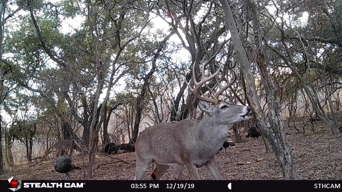DeerGearTV's tweet photo. What are your thoughts on hunting scrapes? Yes or Stay Away?
#stealthcam #hunting #deerscrape https://t.co/AQh08KkoSj