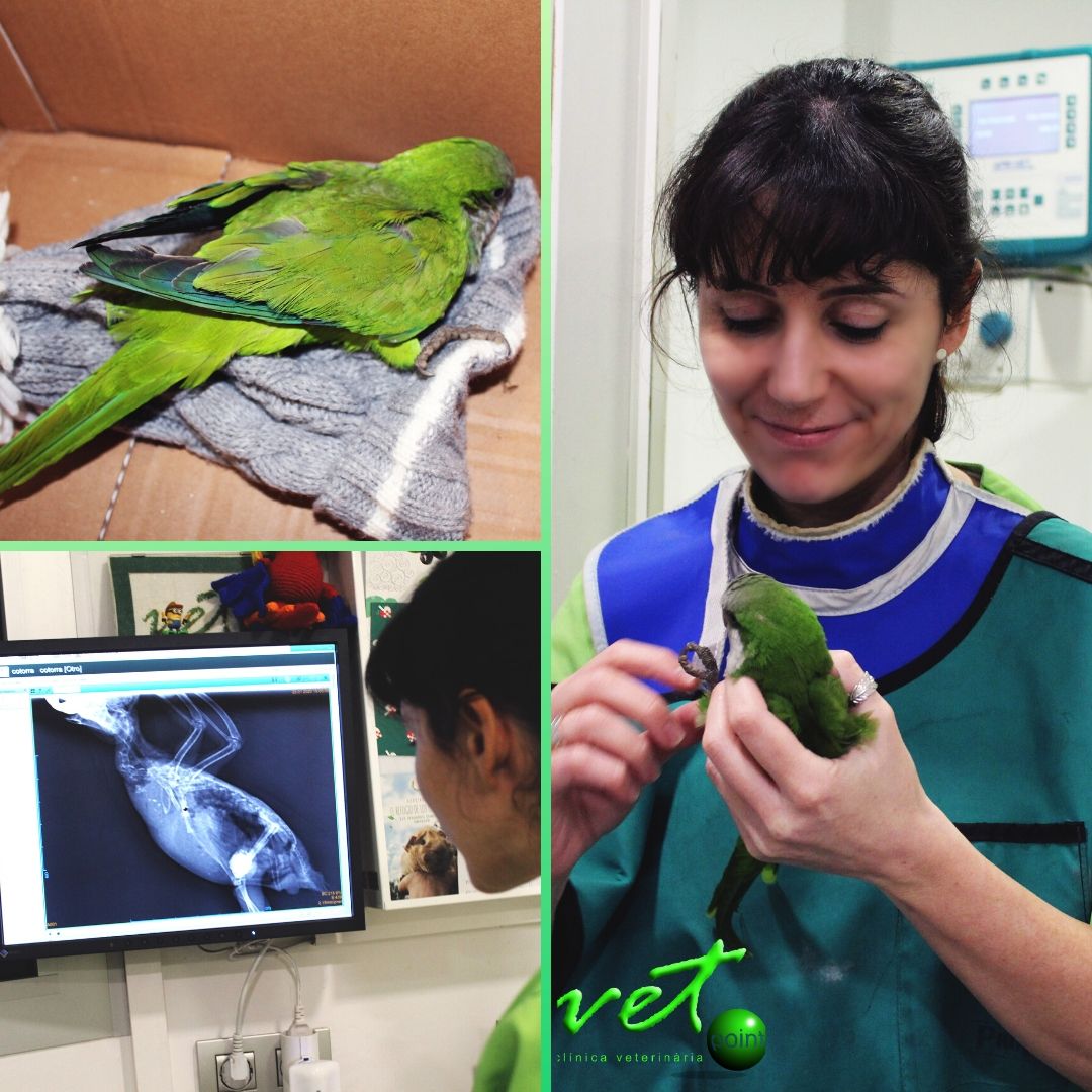 VetpointCV's tweet photo. Cotorra encontrada con un fuerte golpe, con posible rotura de coracoides. Haremos todo lo posible para que puedas volver a volar chiquitina!

https://t.co/W6JdRTbGal

#cotorra #veterinario #exoticos #animales #cuidados #salud #hospitalet #barcelona https://t.co/bD0glF4EKY
