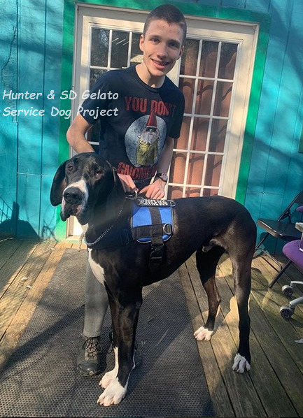 ServiceDogPr's tweet photo. Match News!
#GreatDane #ServiceDog Gelato chose Hunter as his partner! Gelato is from our #Cones litter, born Aug 24, 2018.
SD Wendy will retire &amp; remain with Hunter &amp; family.

#Dogs #ServiceDogs #DogsOfTwitter
#HighSchool #Student
#CerebralPalsy #Mobility #pupdoggydog
@yourcpf https://t.co/n4YZaZdWob