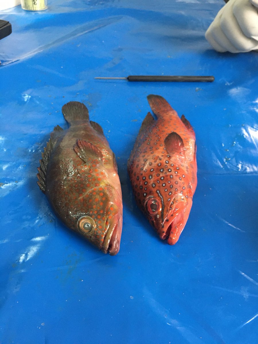 oceandebs's tweet photo. Dimorphism is the condition where 2sexes of the same species exhibit different characteristics beyond their sexual organs. Dimorphism or 2different species? #EAFNansen training on correct #fishidentification now ongoing #Dakar @MereteEAFNansen @FAOfish @agata_mrowiec https://t.co/HzMs8UWihU