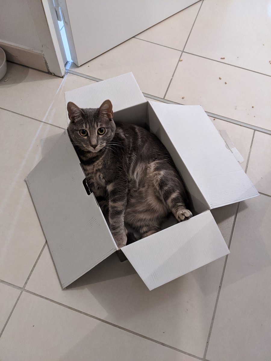 AzurAsmarChats's tweet photo. Comme promis on fait LECONCOURS quil y a 2 potikdo à gagner ! 
Pour charticiper c'est trétré simple qu'il faut nous faux louer, être un potinanimal et mettre une photo de vous dans lecarton ou une boîte OU si vous avez pas une photo rigodrole 😸
Tiraujozore le 3 février 😼 https://t.co/4c5z93bb71
