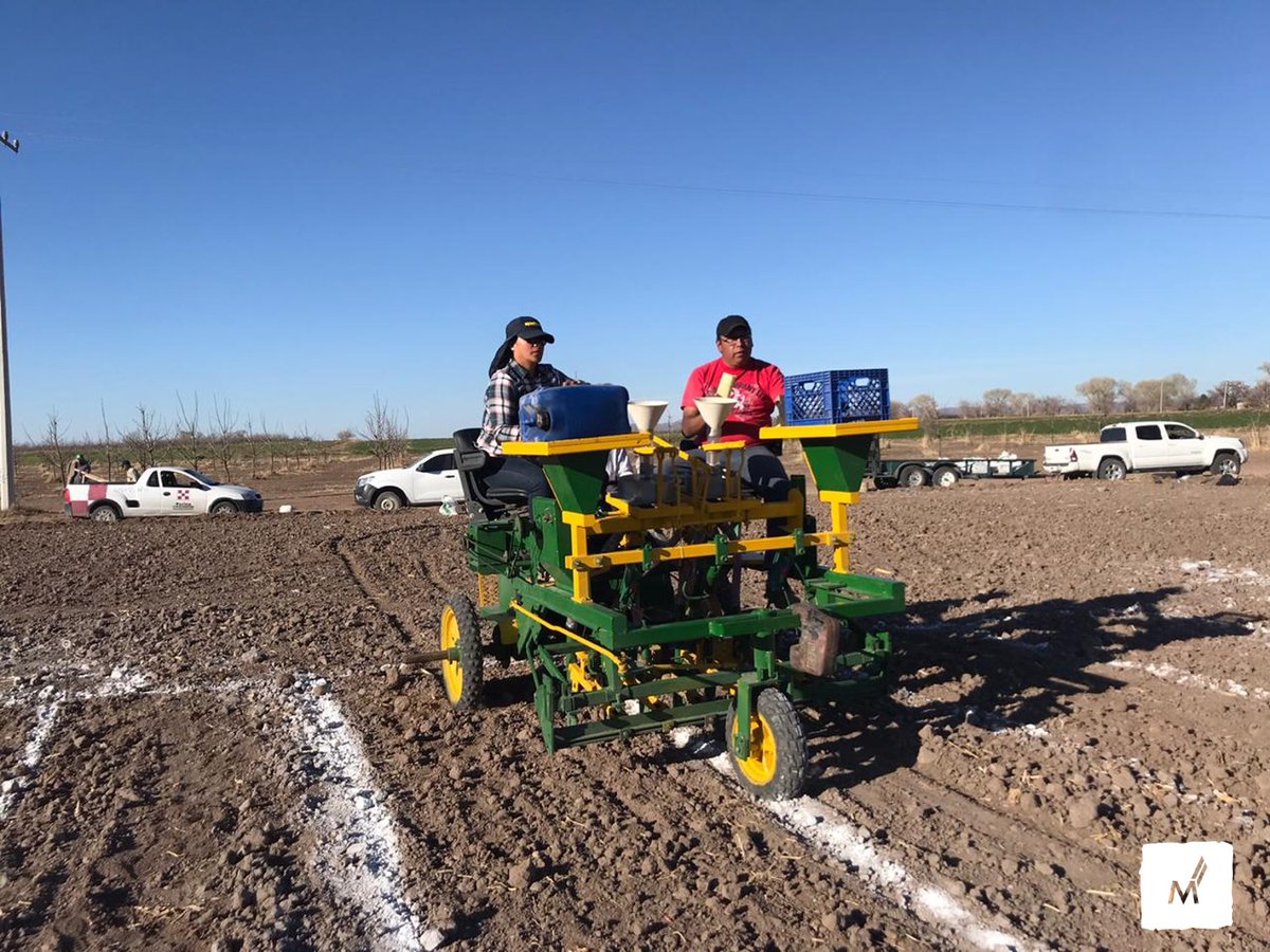 Malteurop's tweet photo. 🇲🇽 🚜 Working with Mexican farmers to secure local sourcing for our future malt house in Meoqui: barley trials in progress! 
@Heineken_MX #barley #seeds #beer #Mexico https://t.co/q2VOVKP99f