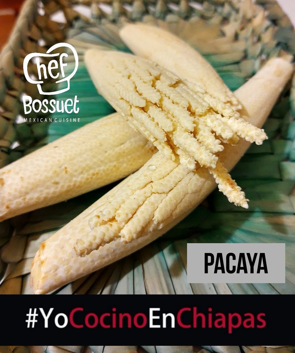 chefbossuet's tweet photo. La #pacaya es la #inflorescencia de la #palmacamedor #tepejilote que se cocina hervida con #huevosrevueltos o #capeada incluso rellena de #quesofresco o #enconserva #gastronomiachiapaneca #chefbossuet #yococinoenchiapas https://t.co/mnA1bzwsNf