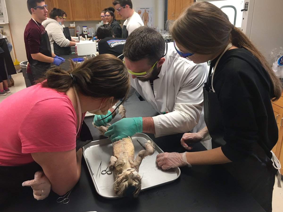GrishamRHS's tweet photo. Dr. Peterson’s A&amp;P classes are knee deep into dissection of cats!! #RollaBulldogs https://t.co/95iaBXKldT